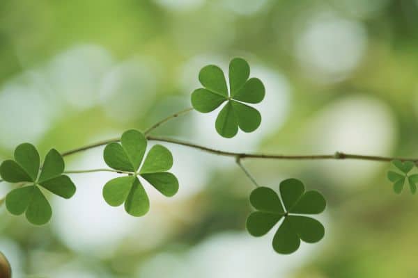 Teaching the Fullness of Saint Patrick’s Day